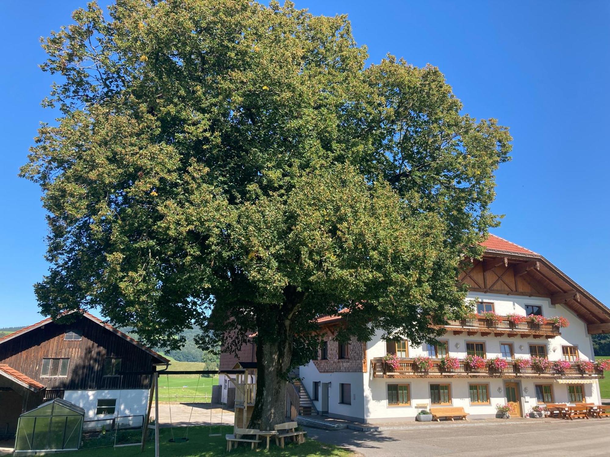Biohof-Feichtinger Leilighet Zell am Moos Eksteriør bilde